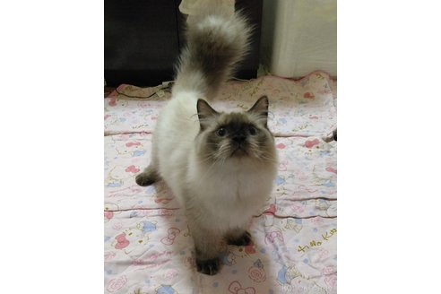 成約済の静岡県のヒマラヤン-82741の1枚目