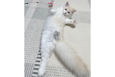 成約済の愛知県のミヌエット-82304の11枚目