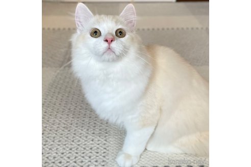 成約済の愛知県のミヌエット-82304の9枚目