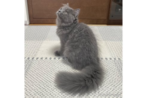 成約済の愛知県のミヌエット-85373の12枚目