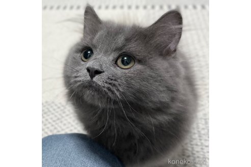 成約済の愛知県のミヌエット-85373の6枚目