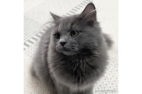成約済の愛知県のミヌエット-85373の9枚目