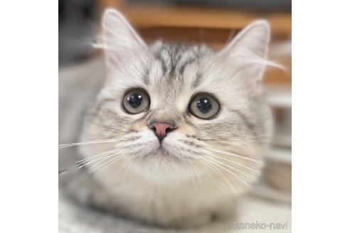 成約済の愛知県のミヌエット-85375の9枚目