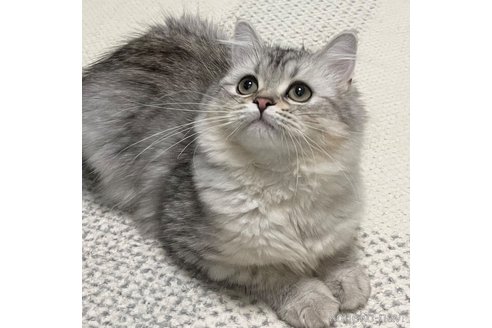 成約済の愛知県のミヌエット-85375の8枚目