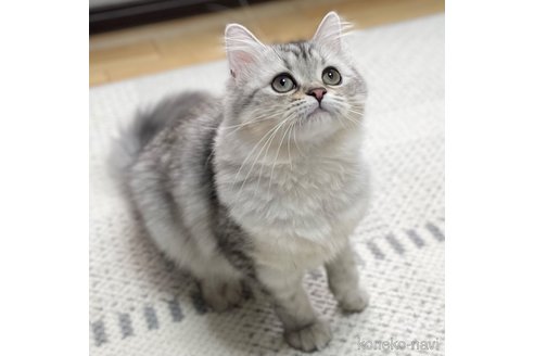 成約済の愛知県のミヌエット-85375の10枚目