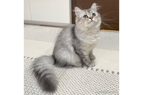 成約済の愛知県のミヌエット-85375の11枚目