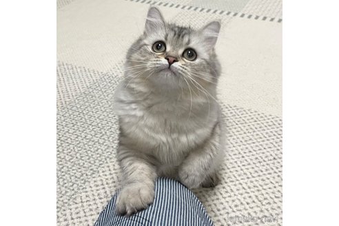 成約済の愛知県のミヌエット-85375の12枚目