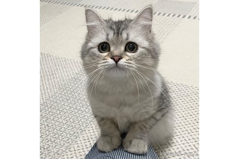 成約済の愛知県のミヌエット-85375の7枚目