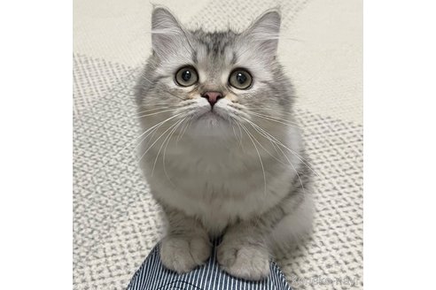 成約済の愛知県のミヌエット-85375の6枚目