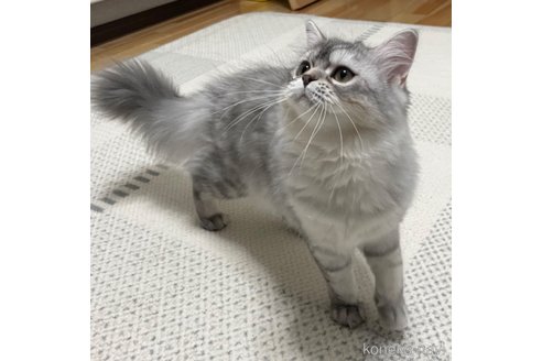 成約済の愛知県のミヌエット-85376の32枚目