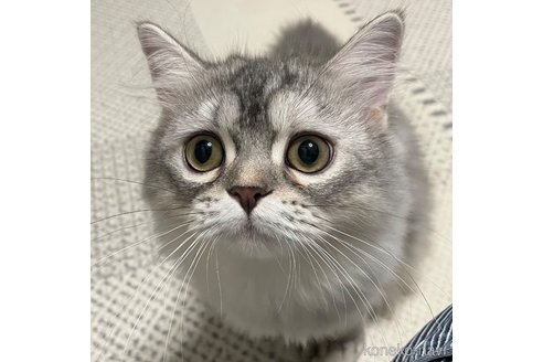 成約済の愛知県のミヌエット-85376の31枚目