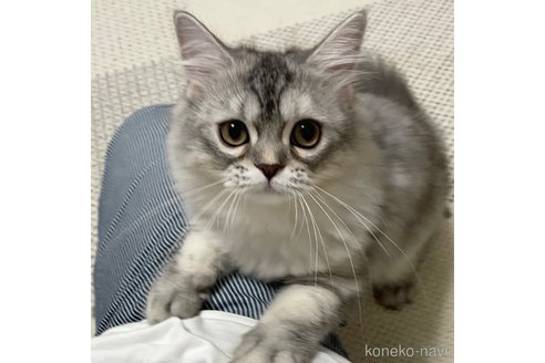 成約済の愛知県のミヌエット-85376の30枚目