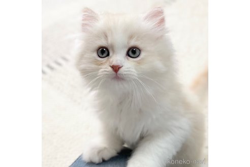 成約済の愛知県のミヌエット-93350の17枚目
