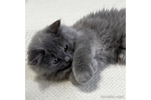 成約済の愛知県のミヌエット-88311の4枚目