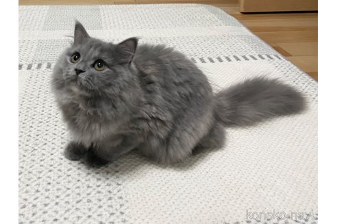 成約済の愛知県のミヌエット-88311の2枚目