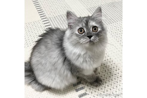 成約済の愛知県のミヌエット-88313の9枚目