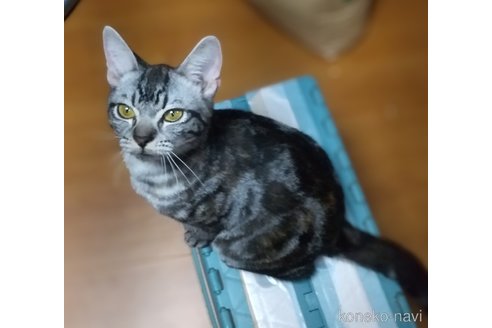 成約済の愛知県のアメリカンショートヘア-83710の2枚目