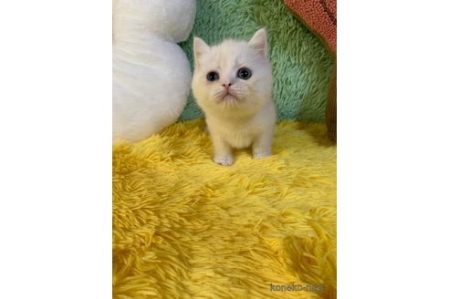 成約済の大阪府のスコティッシュフォールド-97855の2枚目