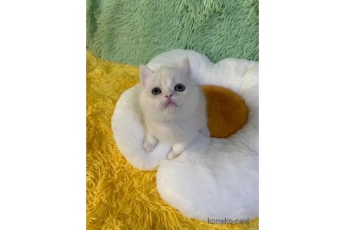 成約済の大阪府のスコティッシュフォールド-97855の3枚目