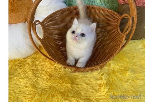 成約済の大阪府のスコティッシュフォールド-97855の4枚目