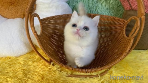 成約済の大阪府のスコティッシュフォールド-97855