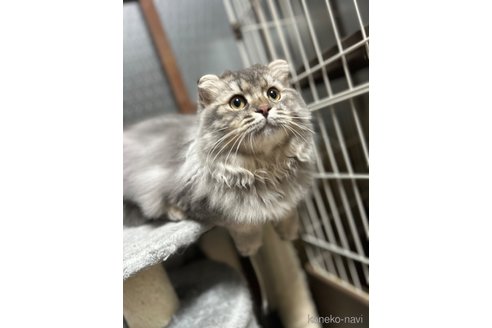 成約済の宮城県のスコティッシュフォールド-82624の1枚目