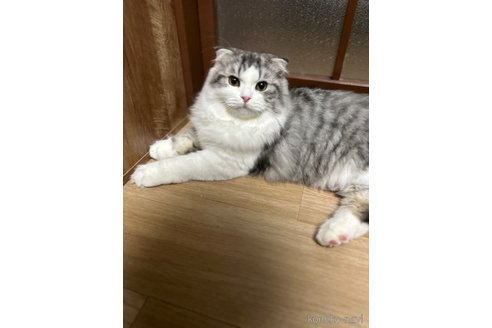 成約済の宮城県のスコティッシュフォールド-82618の1枚目