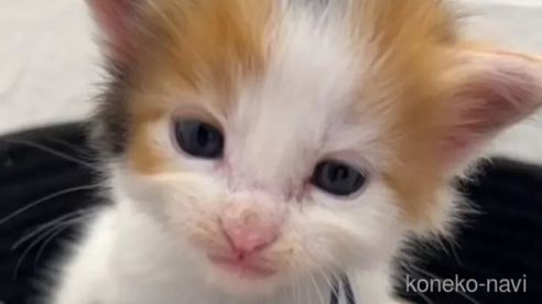 成約済の埼玉県のメインクーン-97869の1枚目