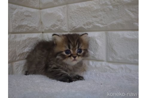 成約済の静岡県のエキゾチックロングヘア-97882の4枚目