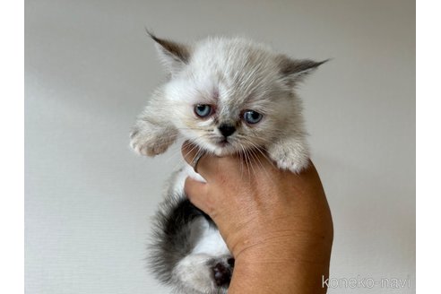 成約済の茨城県のマンチカン(短足)-97902の5枚目