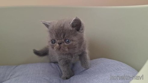 成約済の岐阜県のエキゾチックショートヘア-97937の6枚目