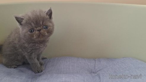 成約済の岐阜県のエキゾチックショートヘア-97937の2枚目