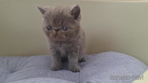 成約済の岐阜県のエキゾチックショートヘア-97937の3枚目