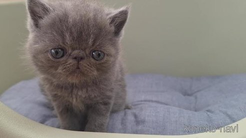 成約済の岐阜県のエキゾチックショートヘア-97937の5枚目
