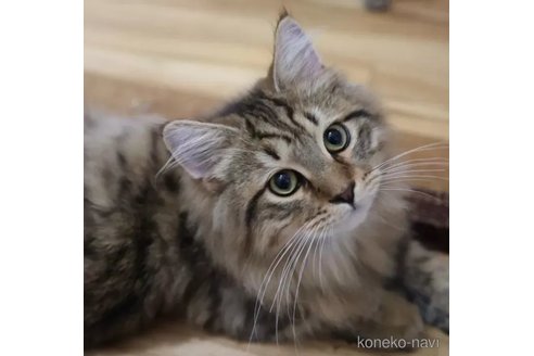 成約済の東京都のノルウェージャンフォレストキャット-97949の1枚目