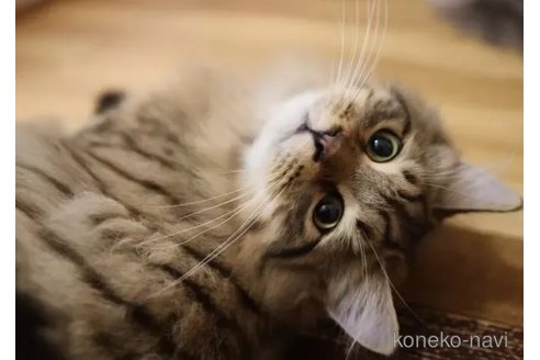 成約済の東京都のノルウェージャンフォレストキャット-97949の3枚目