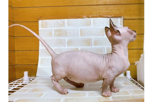 成約済の東京都のバンビーノ-85569の4枚目