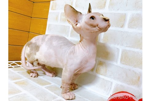成約済の東京都のバンビーノ-85566の2枚目