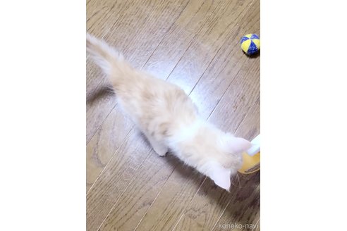 成約済の岡山県のメインクーン-95302の5枚目