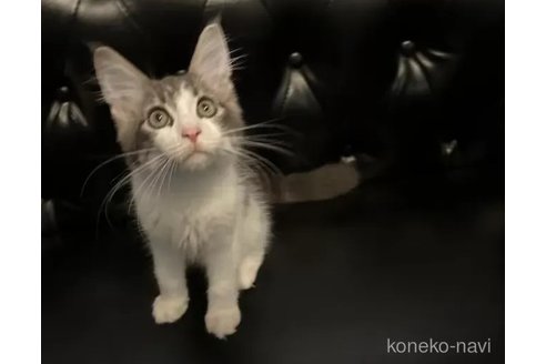 成約済の愛知県のメインクーン-97990の1枚目