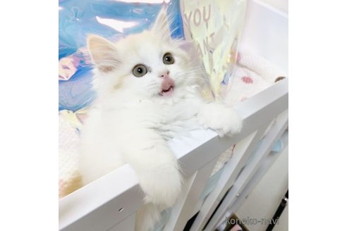 ミルちゃん1枚目