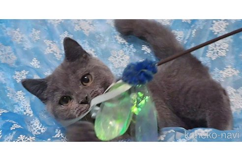 成約済の宮城県のスコティッシュフォールド-94972の6枚目