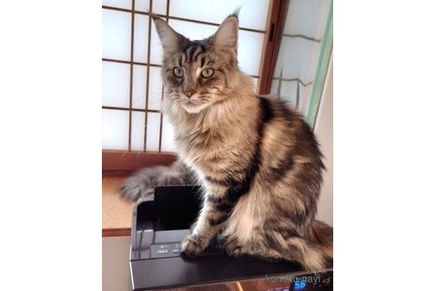 ののメインクーン-