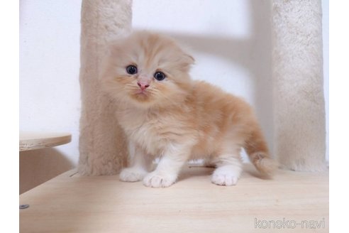 成約済の愛知県のスコティッシュフォールド(折れ耳)-98026の2枚目