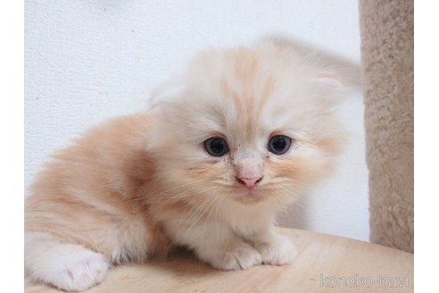 成約済の愛知県のスコティッシュフォールド(折れ耳)-98026の4枚目