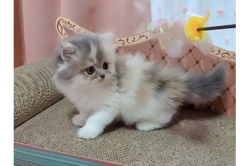成約済の愛媛県のミヌエット-98033の2枚目
