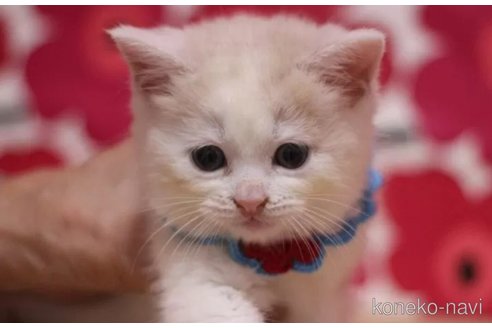 成約済の東京都のマンチカン-98046の5枚目