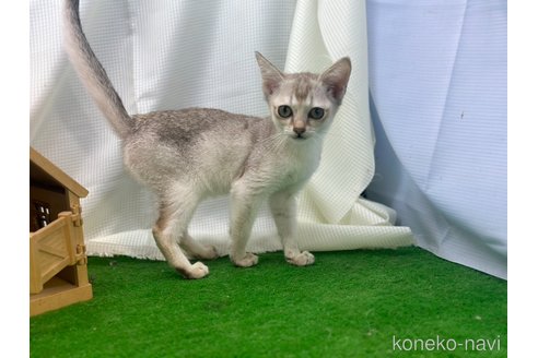 成約済の茨城県のシンガプーラ-98048の5枚目