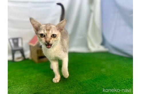 成約済の茨城県のシンガプーラ-98048の4枚目