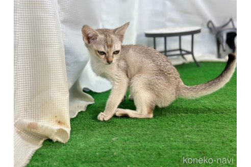 成約済の茨城県のシンガプーラ-98048の3枚目